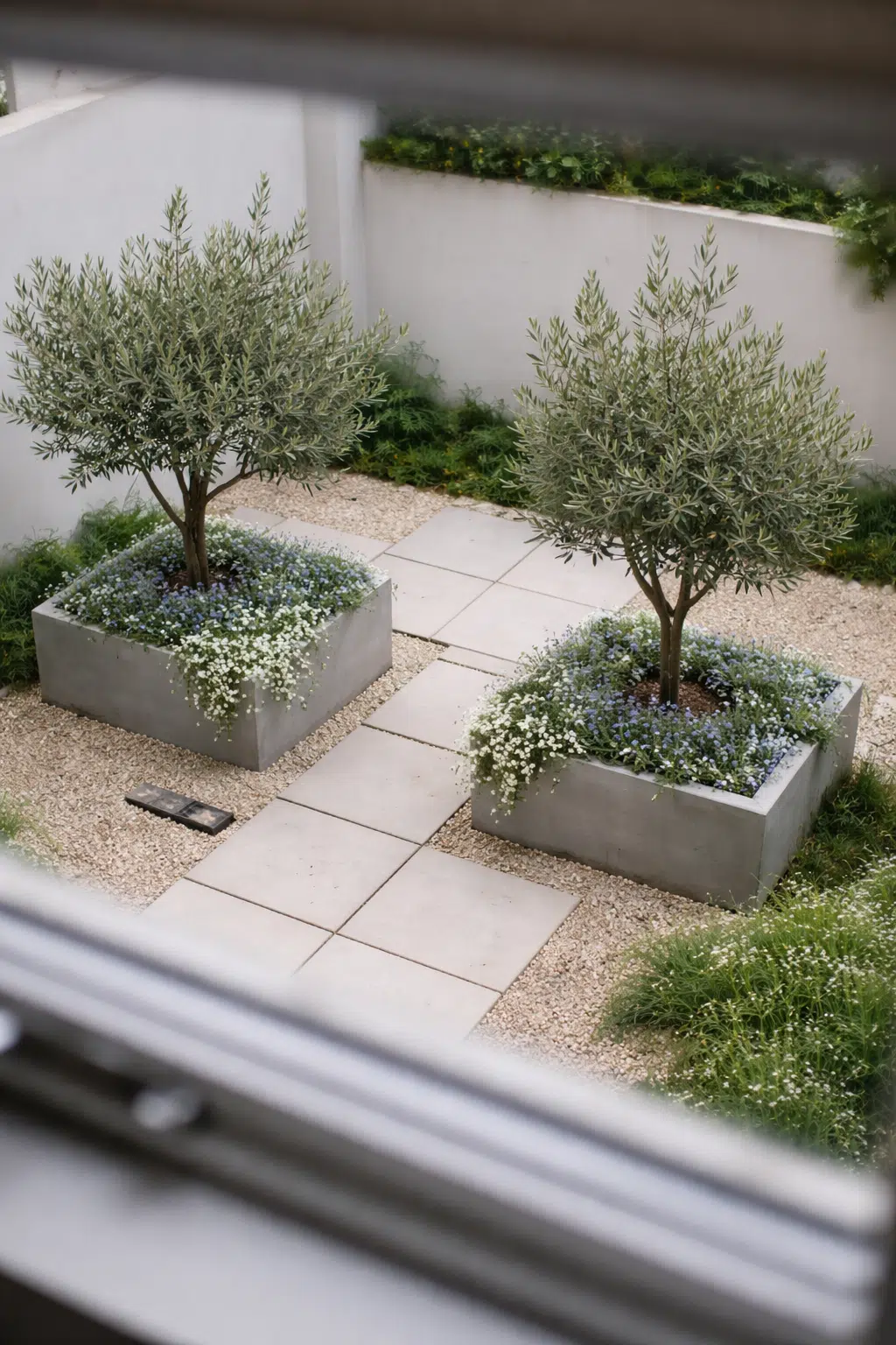 ### 23. Potted Olive Trees with Cascading Baby’s Breath