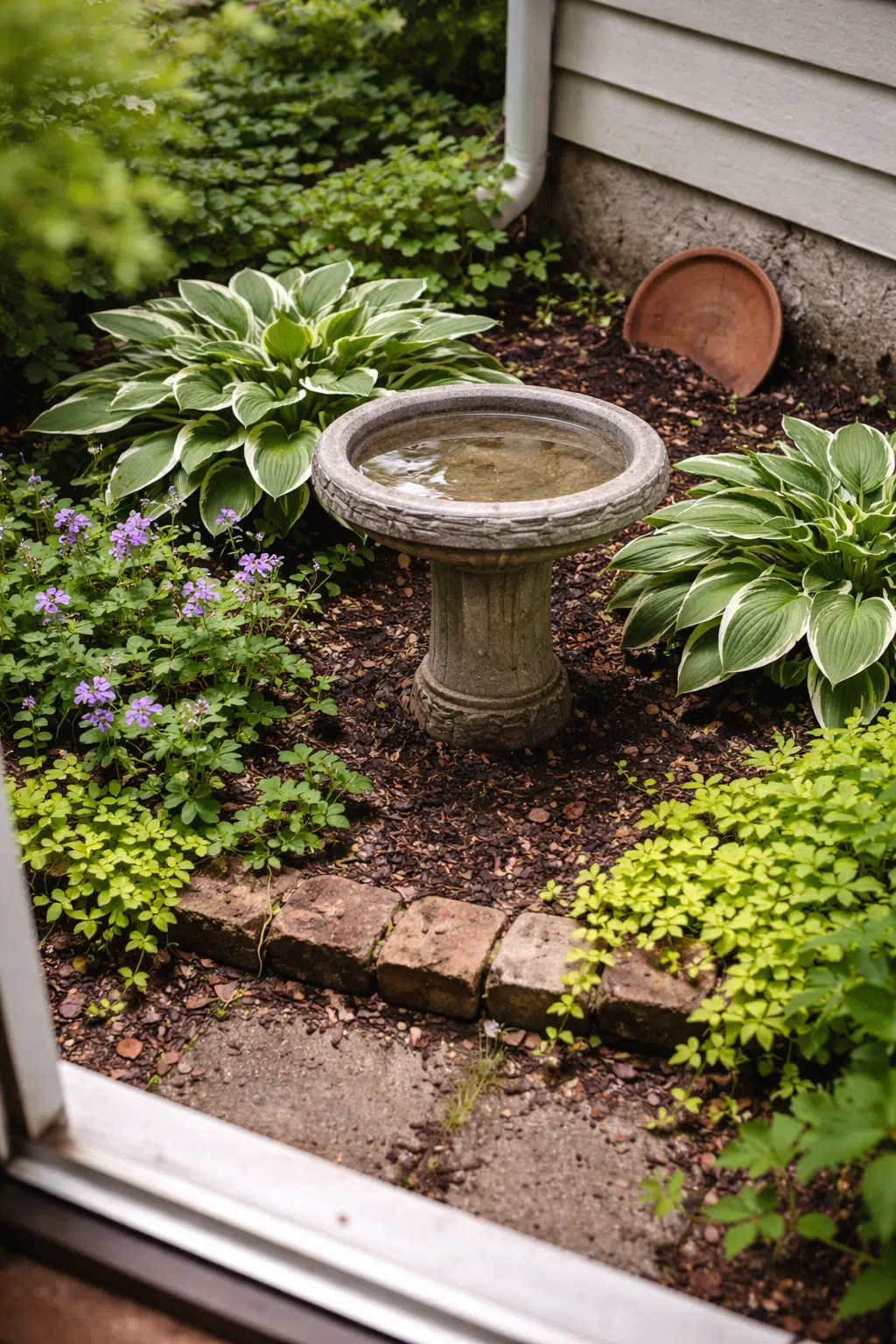 ### 22. Stone Bird Bath Among Variegated Hostas