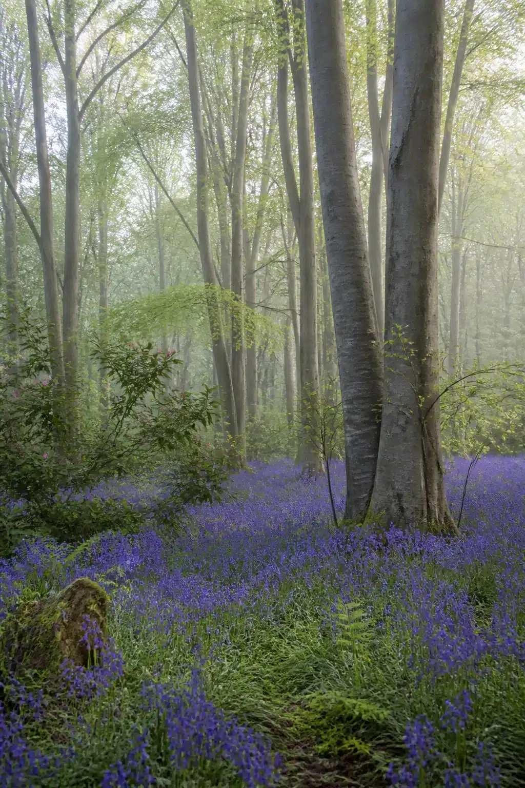 Bluebell carpet under beech trees in an English woodland garden with naturalistic spring planting