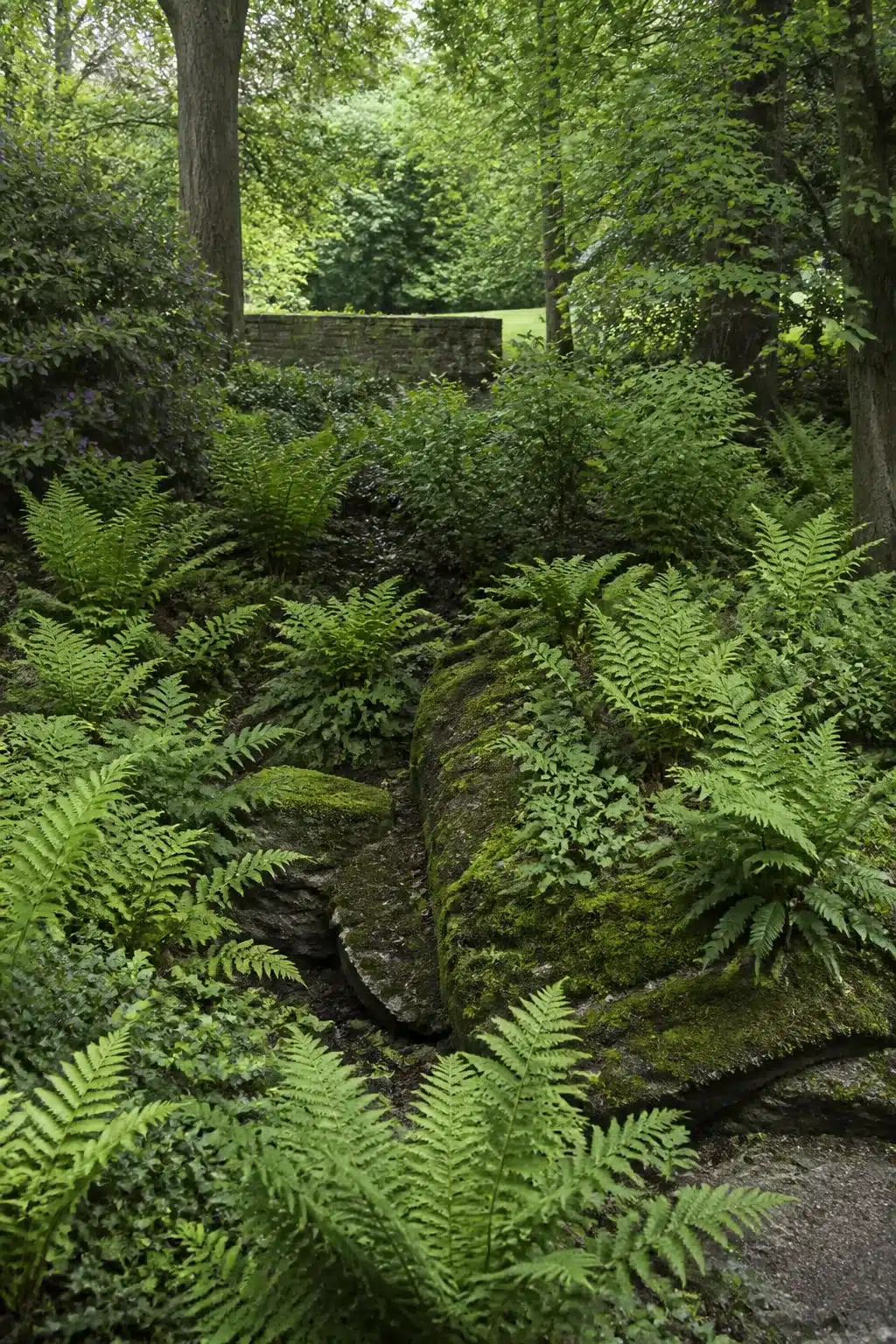 Moss-covered rocks surrounded by dense fern planting in an English woodland garden with naturalistic layered planting.