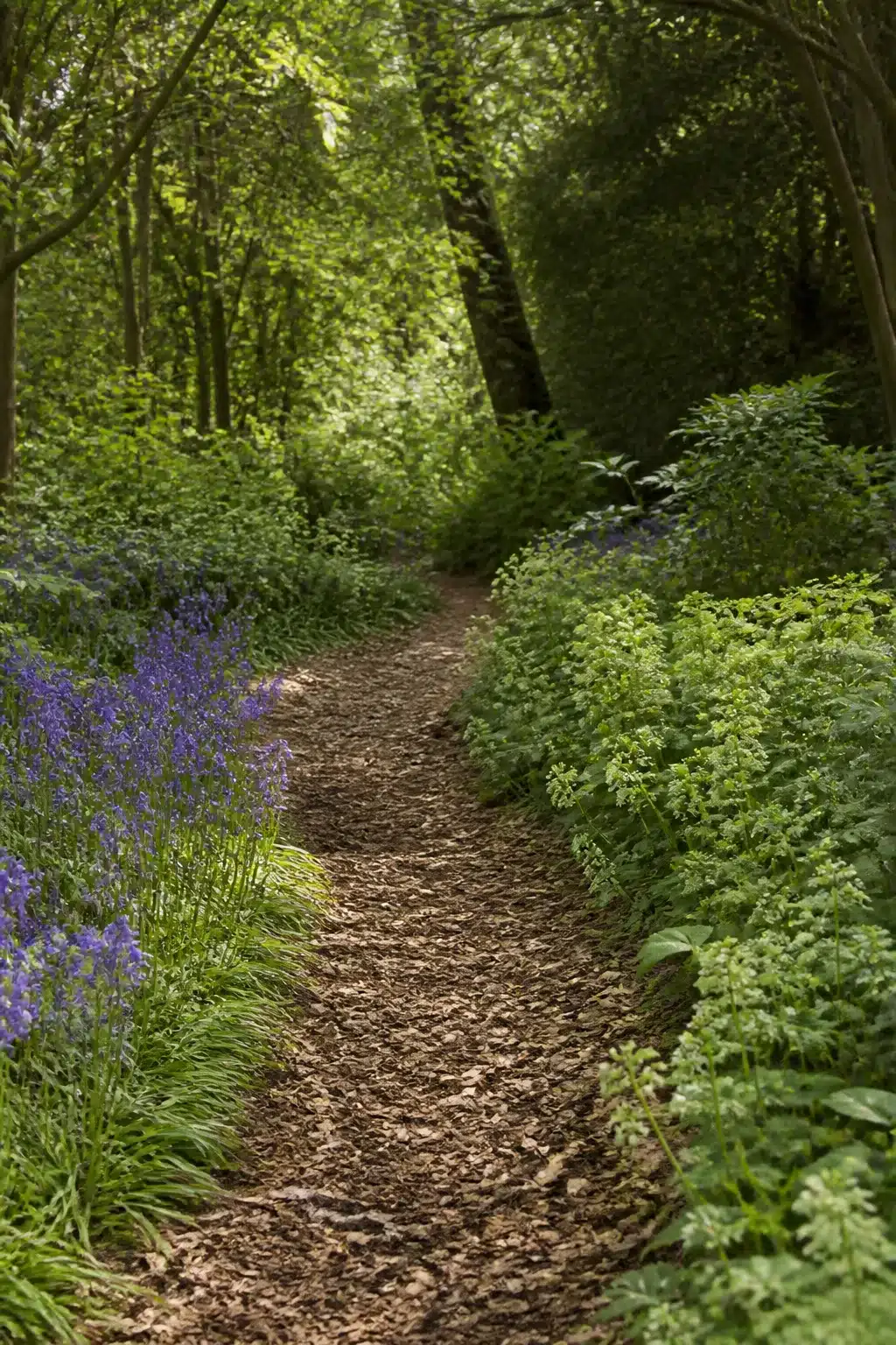 Winding bark chip trail through an English woodland garden with bluebells and naturalistic native planting