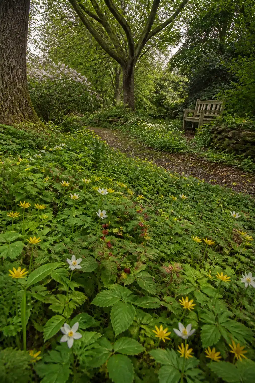 Yellow and white wildflower ground cover along a leaf-litter path in an English woodland garden with a bench