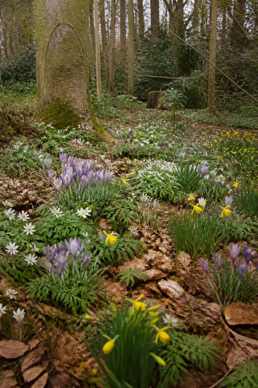 Purple crocus, daffodils and wood anemones scattered through a spring English woodland garden under bare deciduous trees.