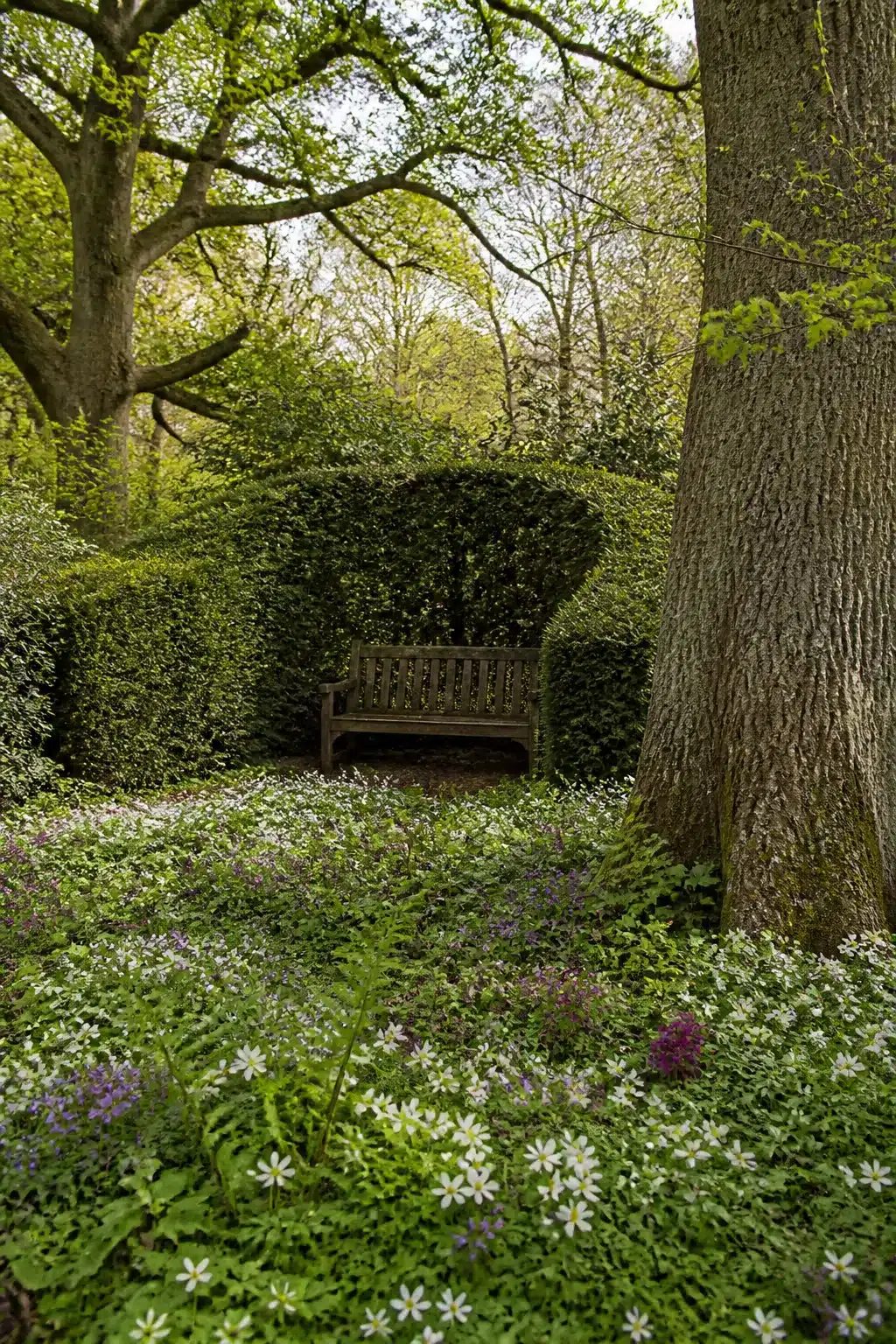 Clipped yew hedge alcove with timber bench surrounded by spring wildflowers in an English woodland garden.