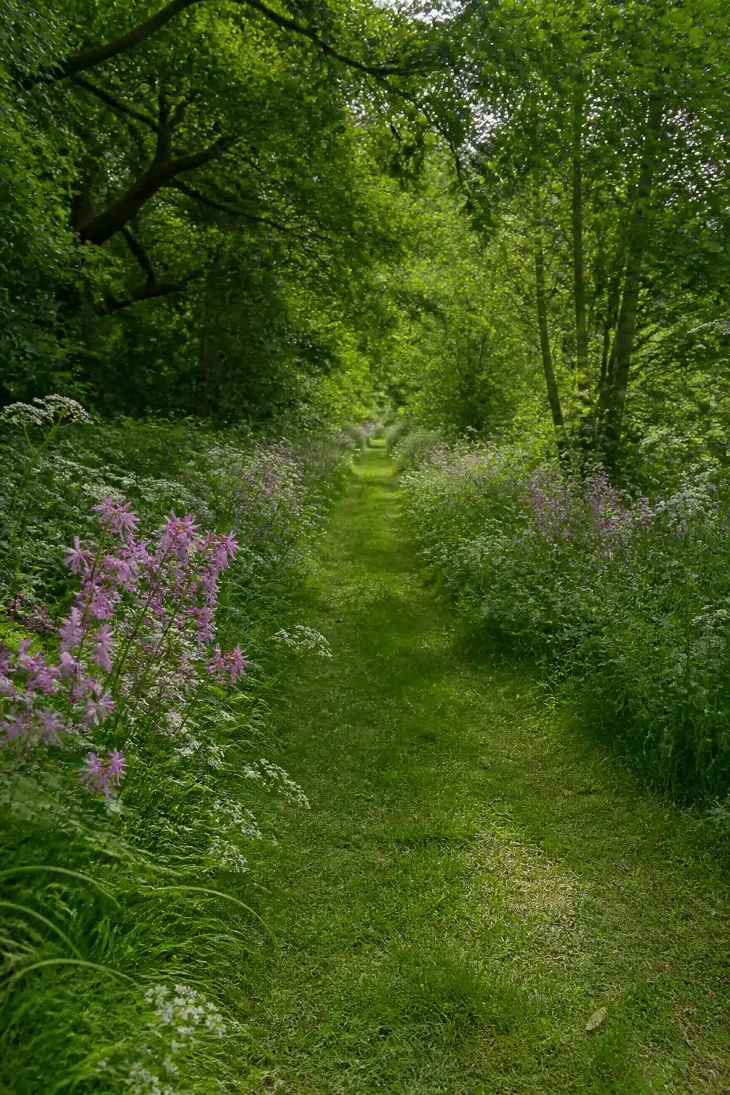 Mown grass ride through an English woodland garden with pink ragged-robin and cow parsley borders
