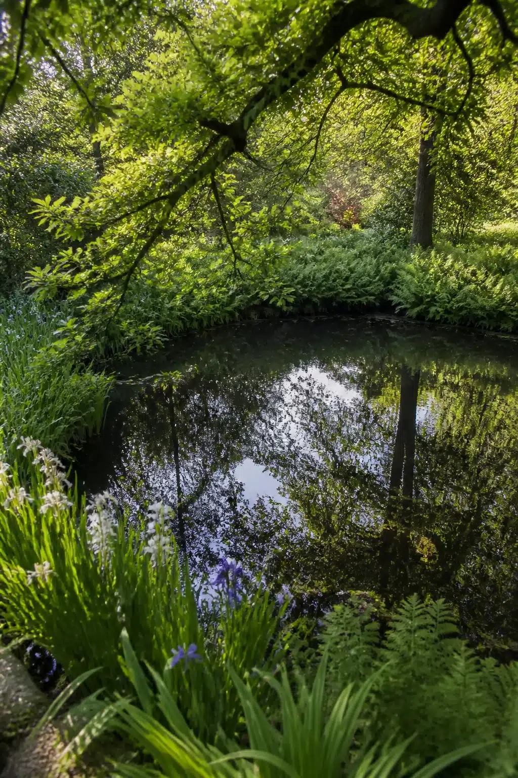 Still reflective pond edged with iris and ferns in an English woodland garden with native tree canopy