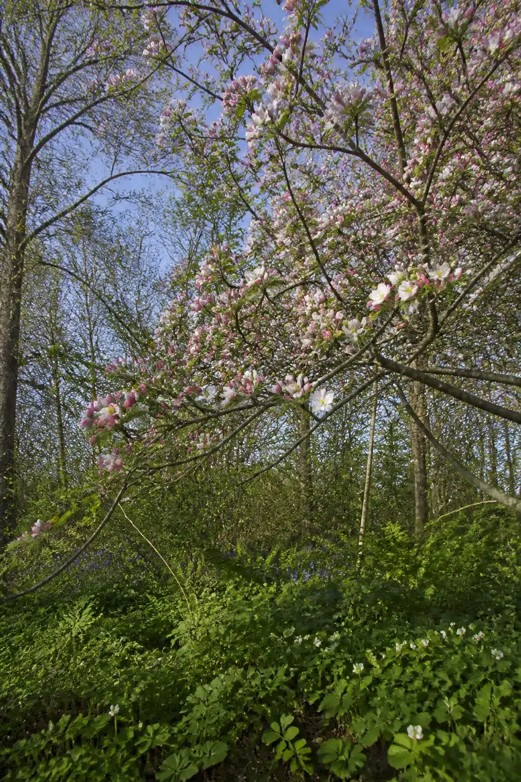 Pink crab apple blossom canopy over a naturalistic English woodland garden with wild ground cover and wood anemones