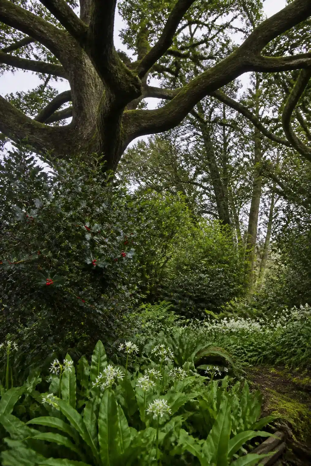 Ancient oak tree with holly understory and wild garlic ground cover in an English woodland garden.