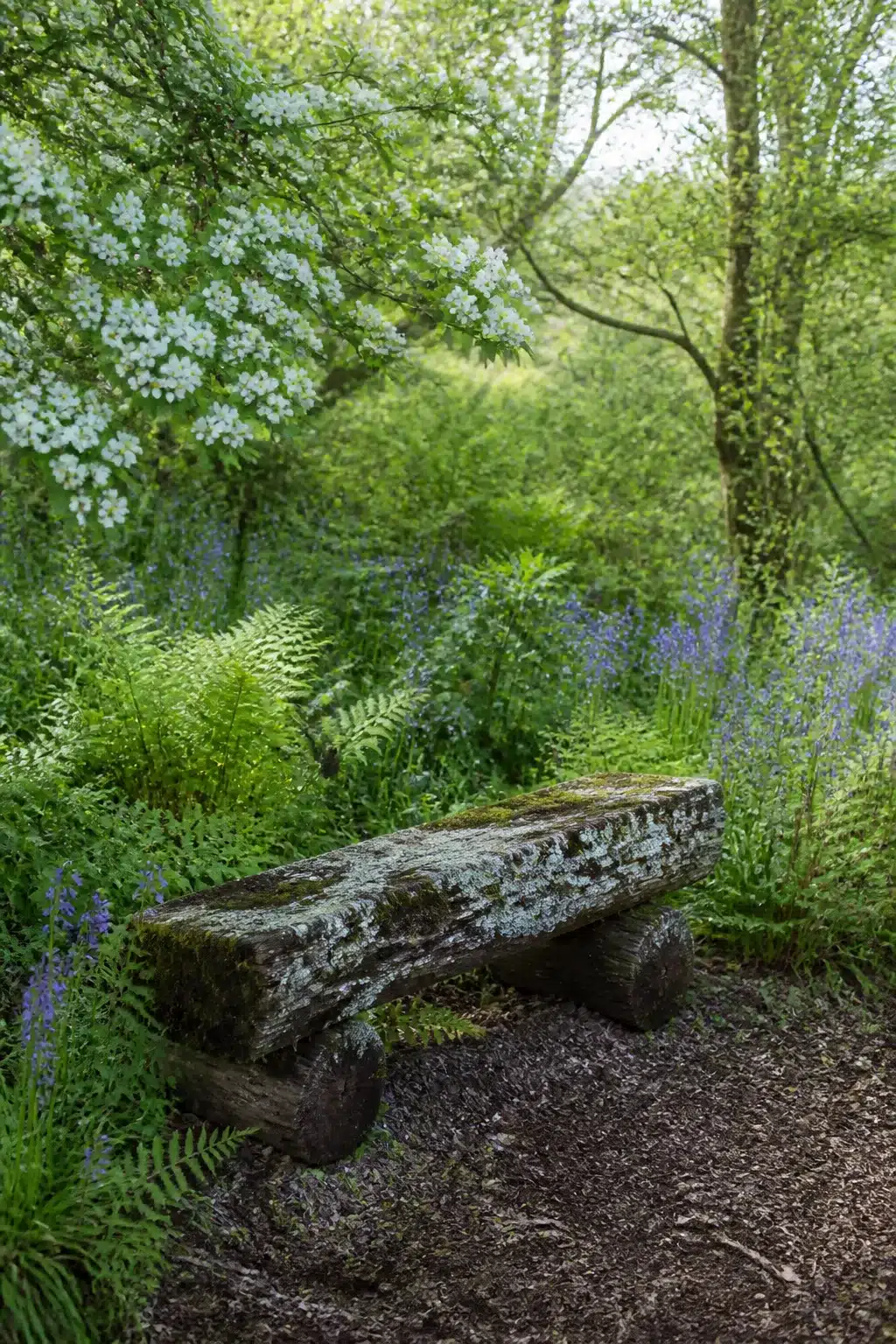 Lichen-covered log bench surrounded by ferns and bluebells in an English woodland garden with hawthorn blossom