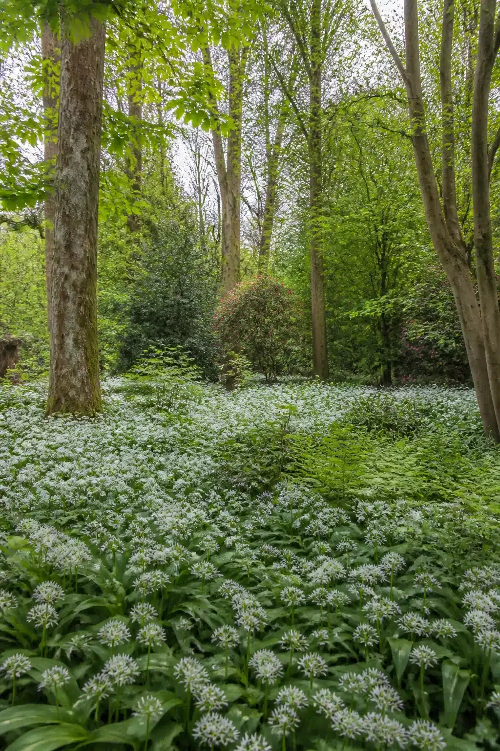Wild garlic carpet flooding an English woodland garden floor beneath native deciduous trees in spring