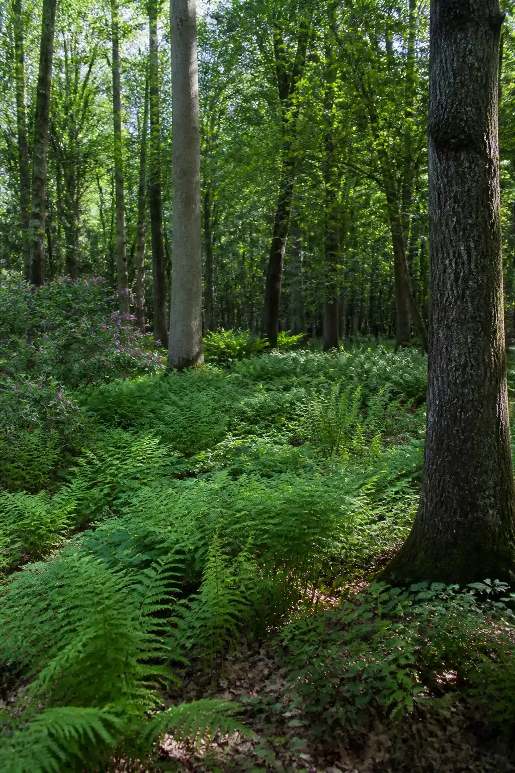 Native ferns carpeting a shaded forest floor in a naturalistic native woodland garden with dappled canopy light.