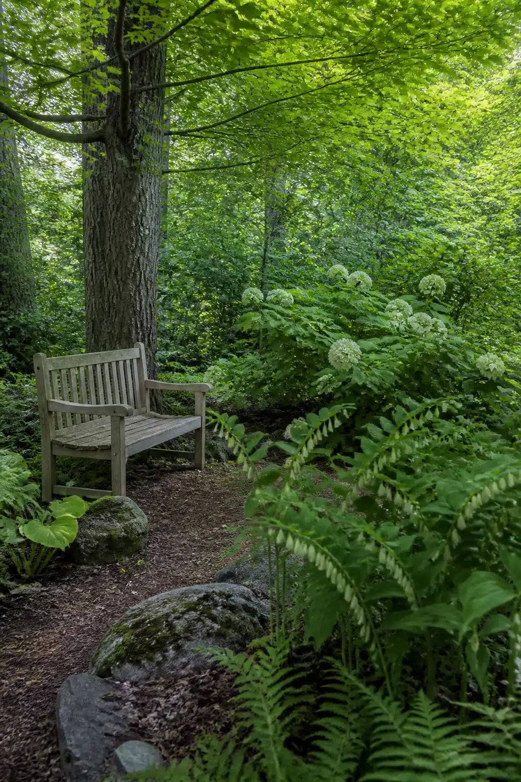 Weathered bench under tree canopy in a native woodland garden with ferns, hydrangea globes, and naturalistic planting.