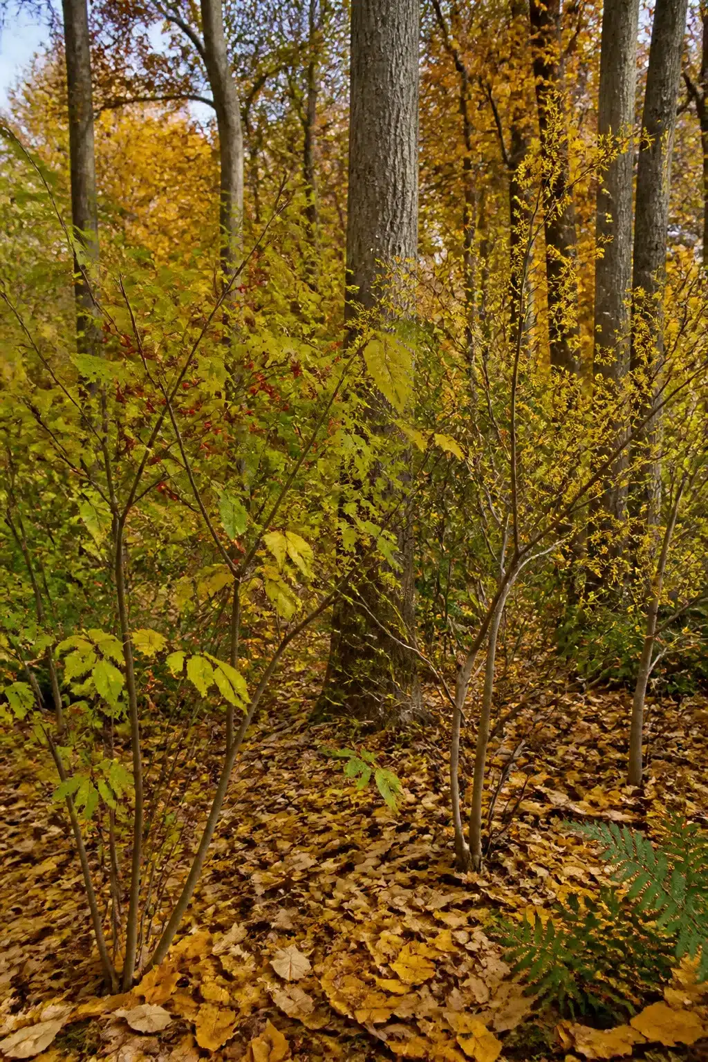 Spicebush shrub layer with golden fall foliage in a native woodland garden with naturalistic leaf litter ground cover.