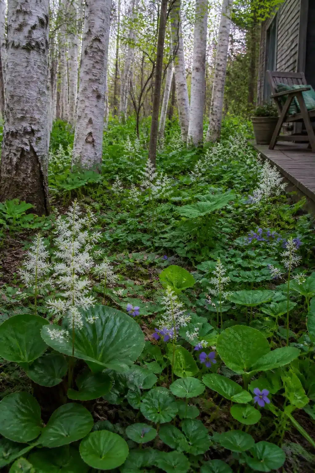 Birch grove underplanted with astilbe and wild violets in a native woodland garden, naturalistic planting style.