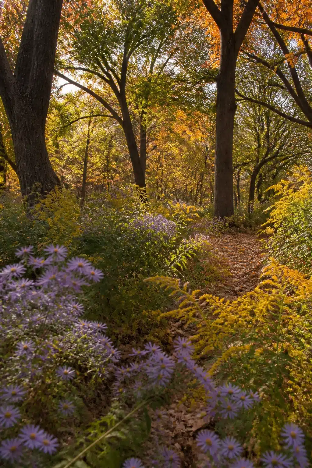 Purple asters and goldenrod lining a leaf-litter path through a native woodland garden in autumn.