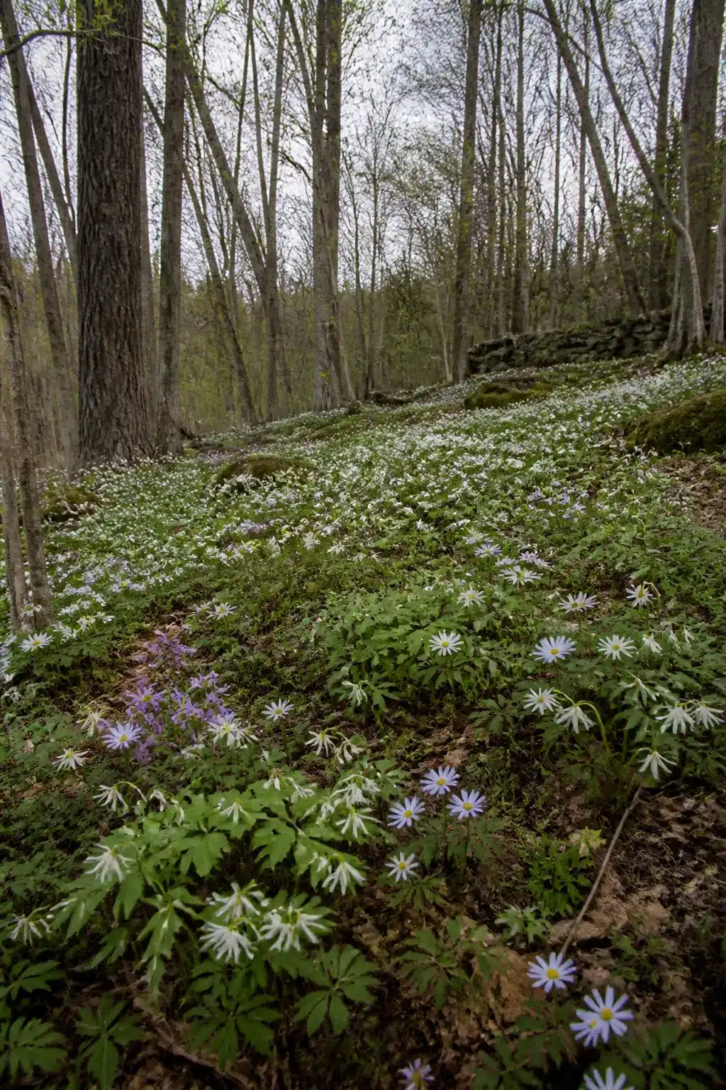 Blue and white wood anemones carpeting a hillside in a native woodland garden in early spring.