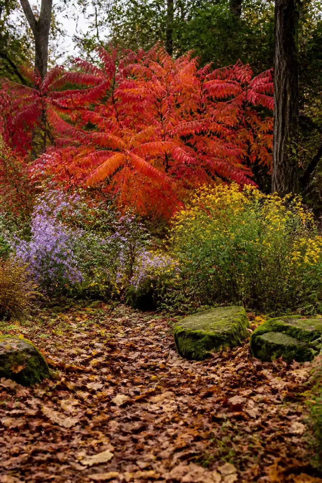 Staghorn sumac in blazing red fall color over wild asters and goldenrod in a native woodland garden.