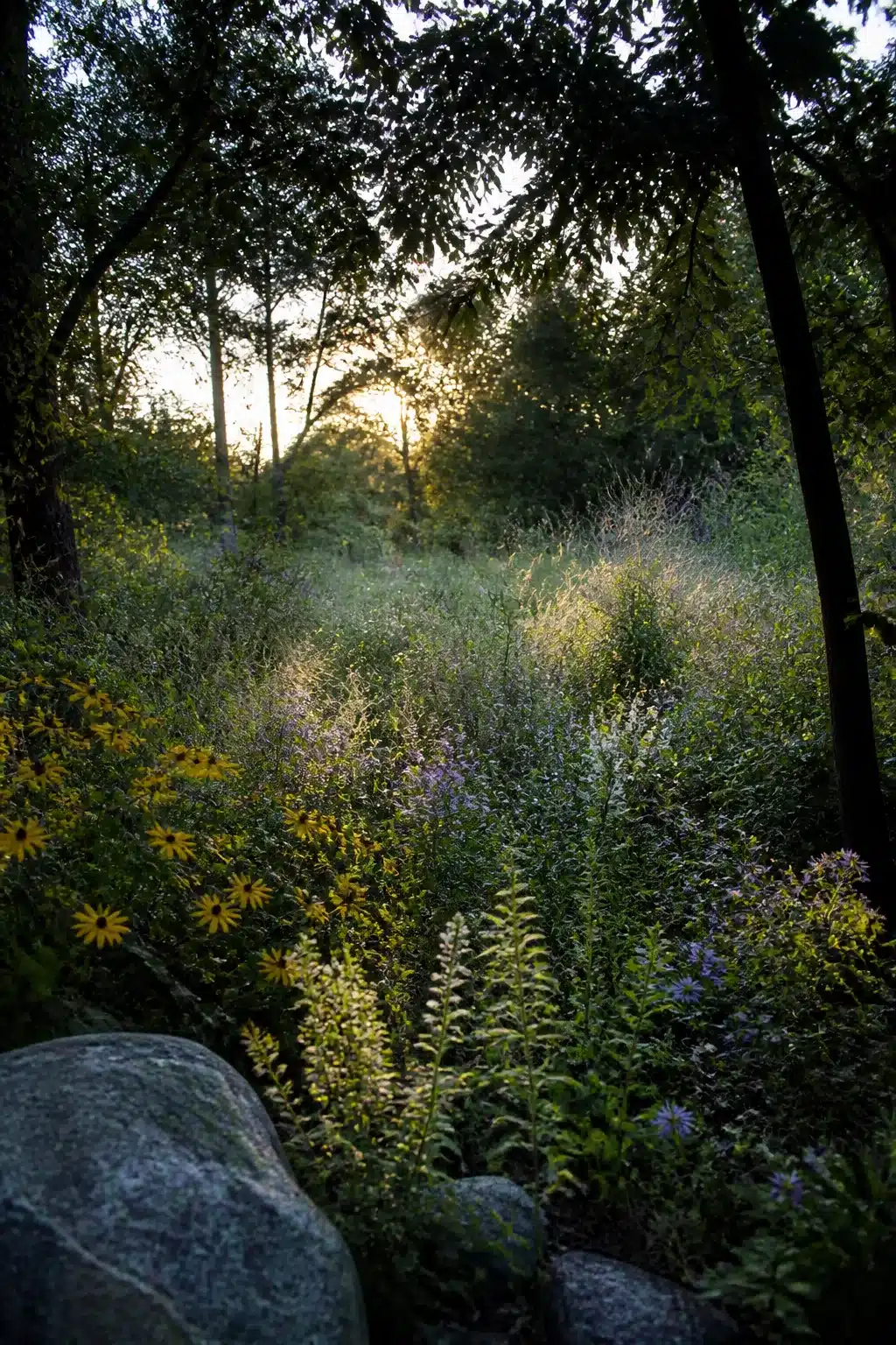 Native woodland garden clearing with black-eyed Susans, wild asters, and backlit grasses at golden hour.