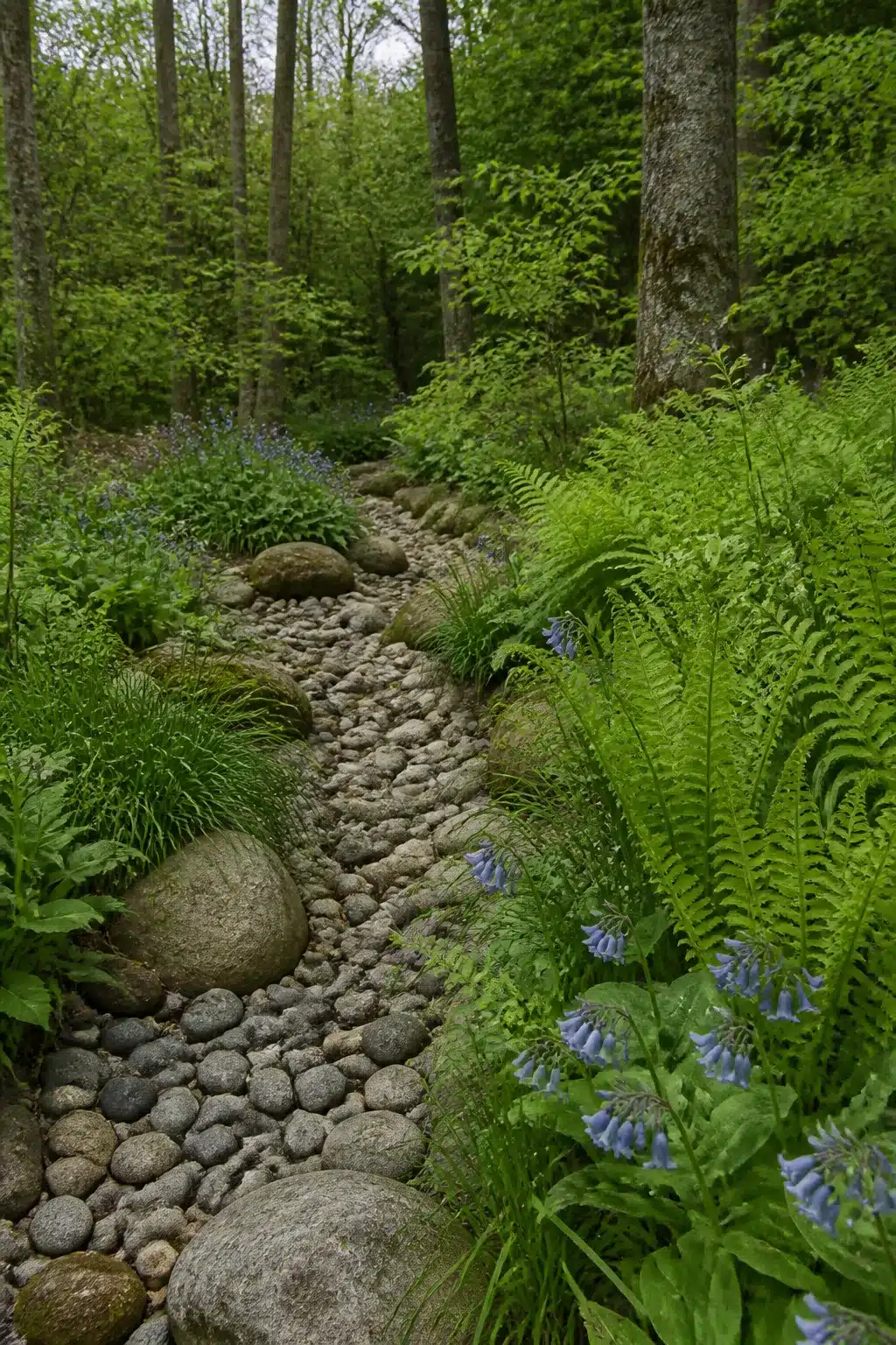 Dry creek bed with river rock, native bluebells & ferns in a native woodland garden setting