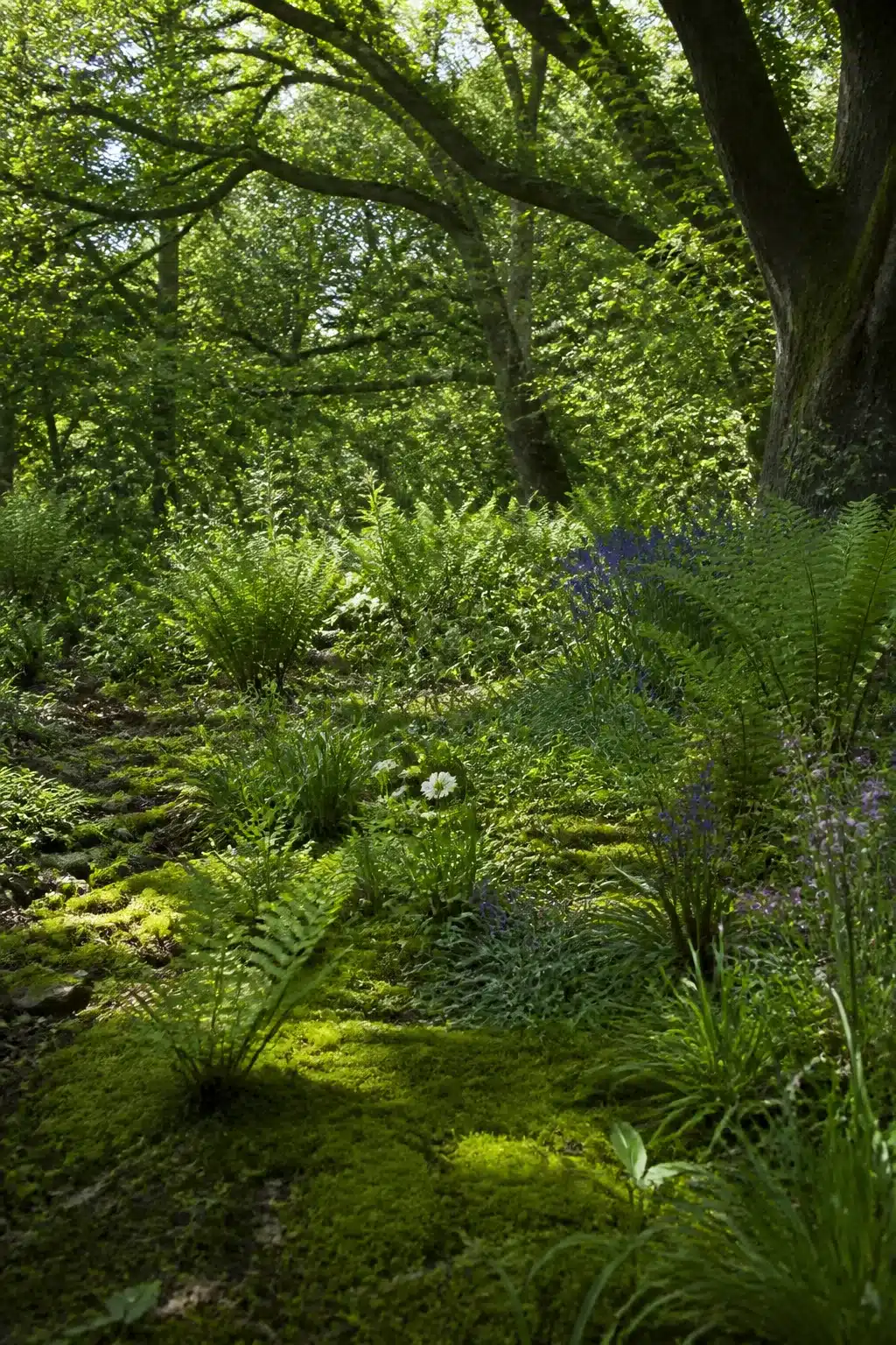 Velvet moss and fern ground cover under oak canopy in a wild woodland garden with naturalistic planting