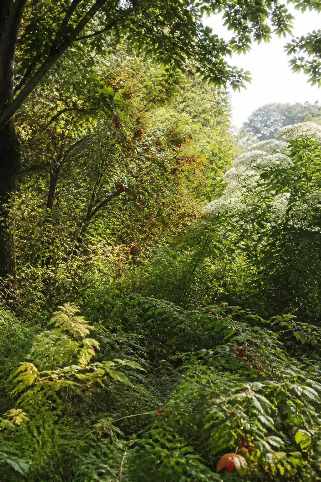 Wild woodland garden edge with red berry shrubs and white umbel flowers in naturalistic layered planting