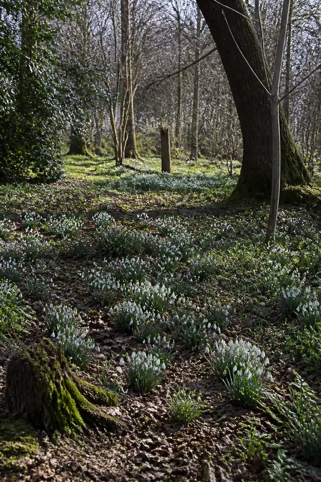 Wild woodland garden floor covered in snowdrop clusters and leaf litter in dappled winter light.