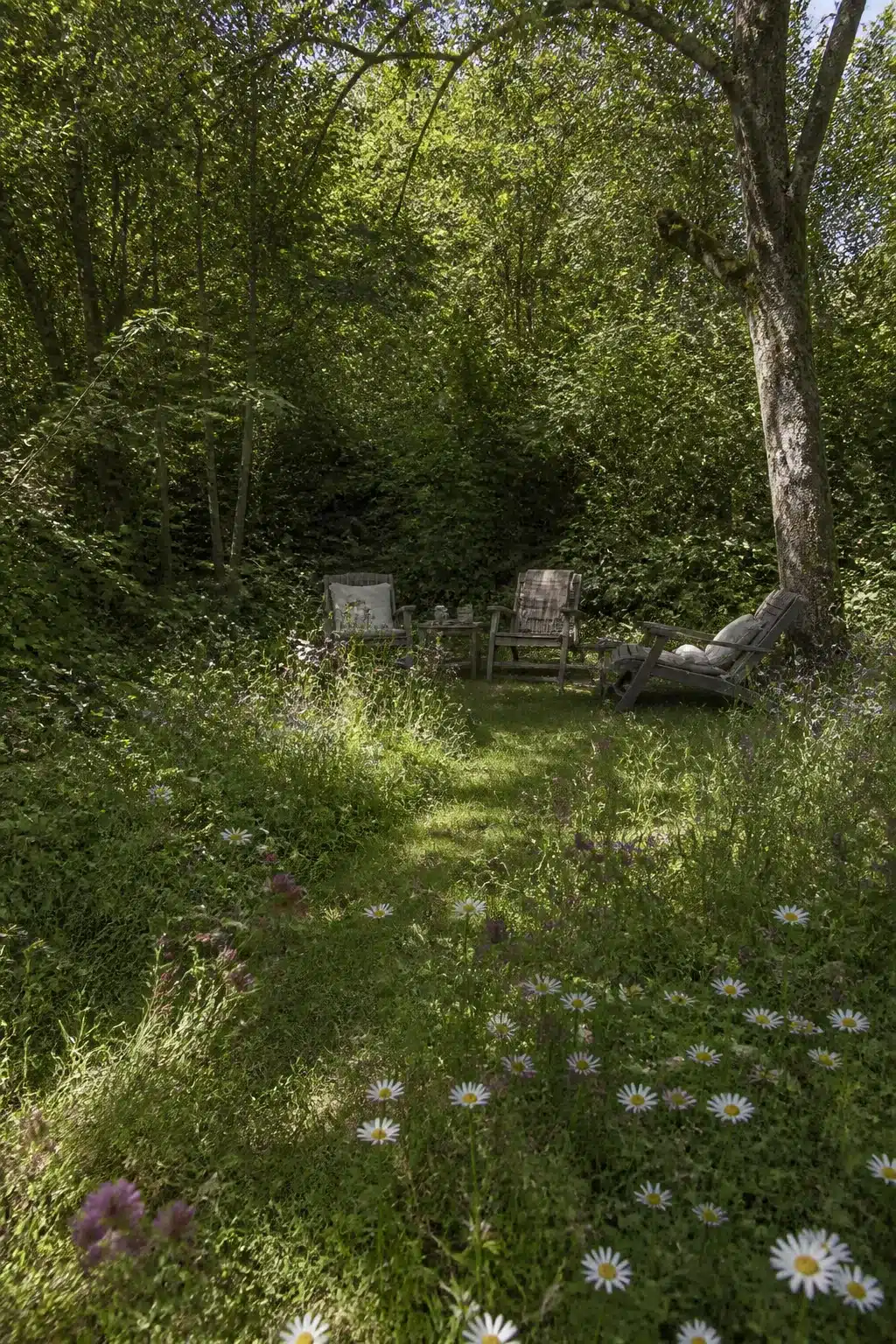Wild woodland garden glade with ox-eye daisies, clover meadow patch, and rustic wooden chairs under tree canopy.