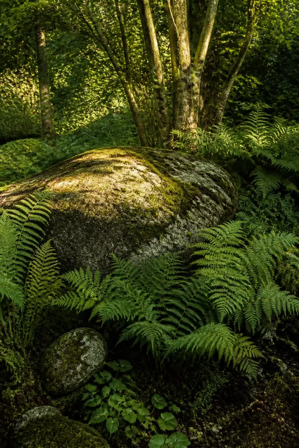 Moss-covered boulder surrounded by lush ferns in a wild woodland garden with naturalistic planting