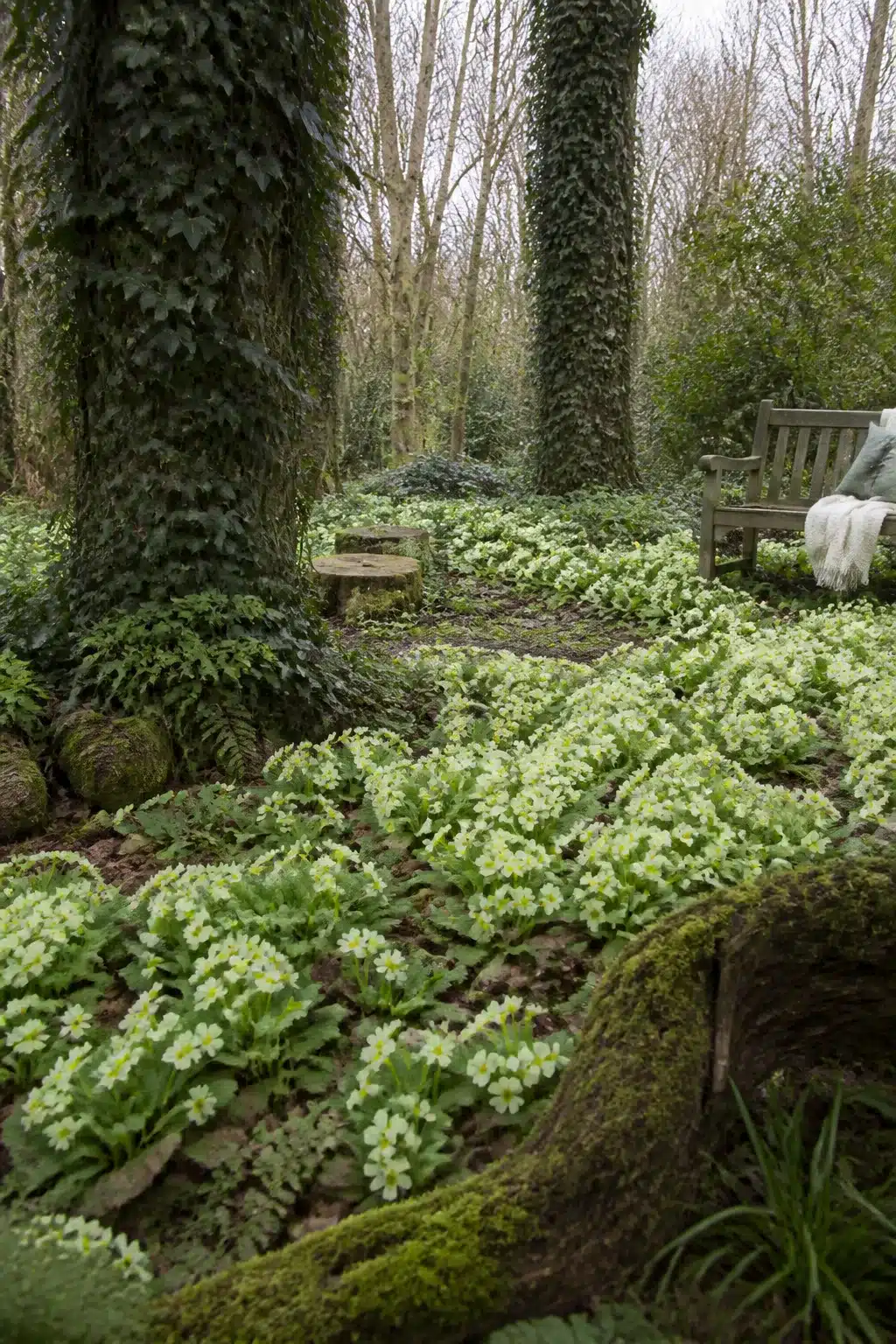 Wild woodland garden with primrose drifts, ivy-wrapped tree trunks, and a weathered bench among naturalistic planting.