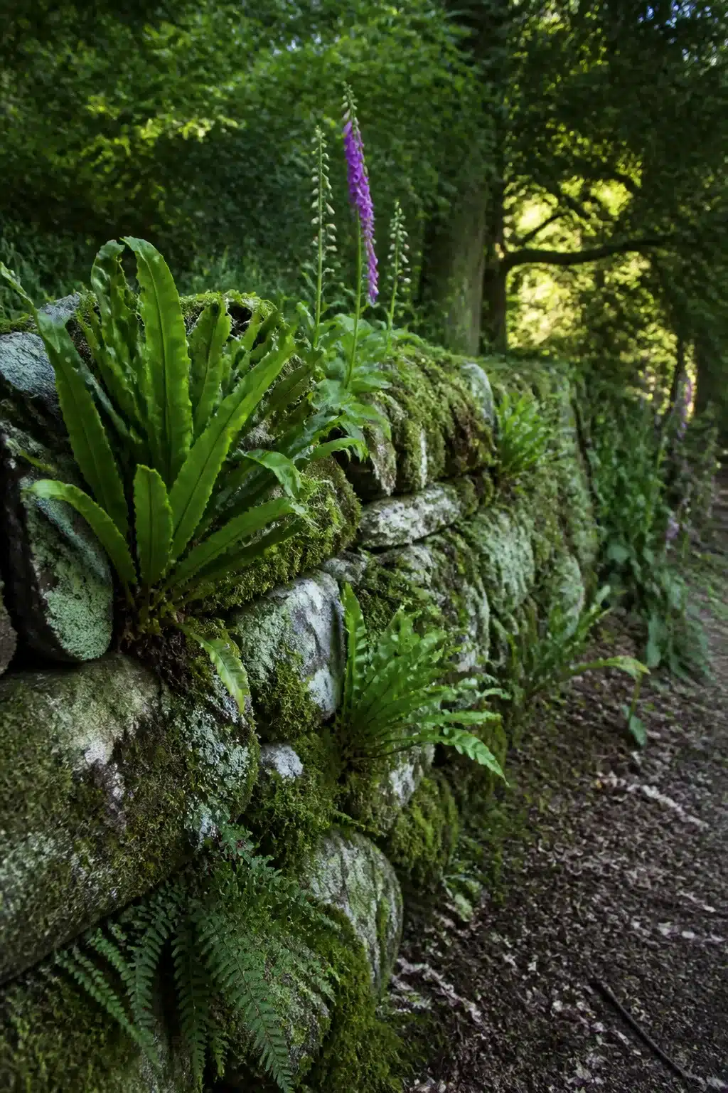 Lichen-covered dry stone wall with ferns and foxglove in a wild woodland garden setting