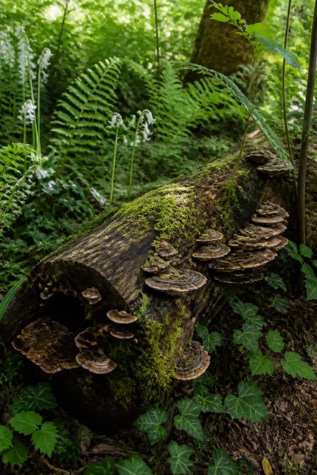 Moss-covered fallen log with bracket fungi in a wild woodland garden, surrounded by ferns and naturalistic planting.