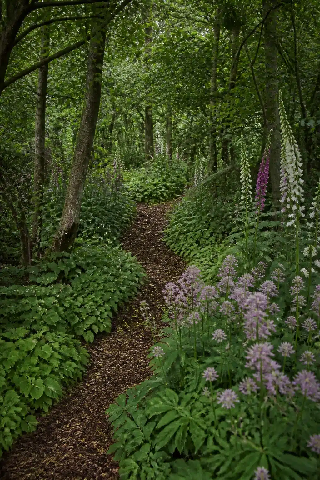 Winding bark chip path through a wild woodland garden with foxgloves and alliums in naturalistic planting.