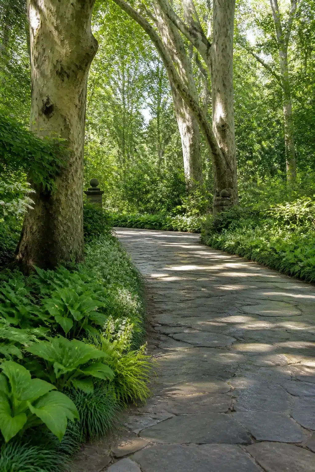 Curved flagstone woodland garden driveway lined with hostas and ferns beneath arching sycamore trees