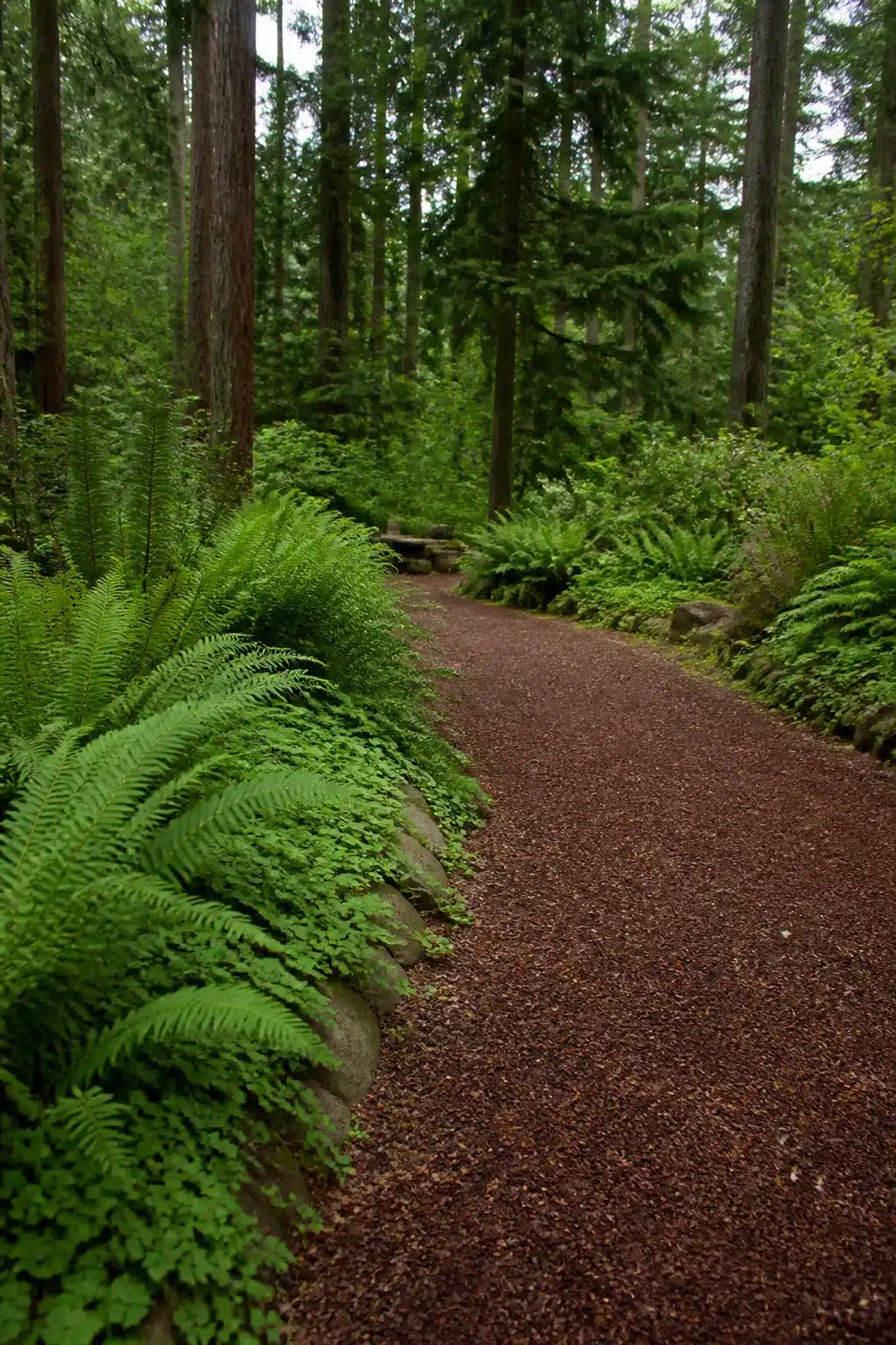 Dark bark chip woodland garden driveway lined with lush sword ferns under tall conifers