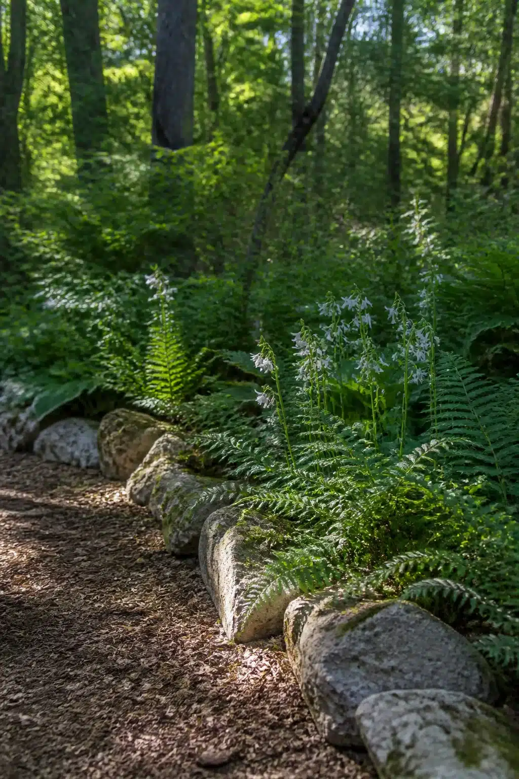 Rounded boulder and fern border edging along a bark mulch woodland path — Woodland Garden Edging Ideas