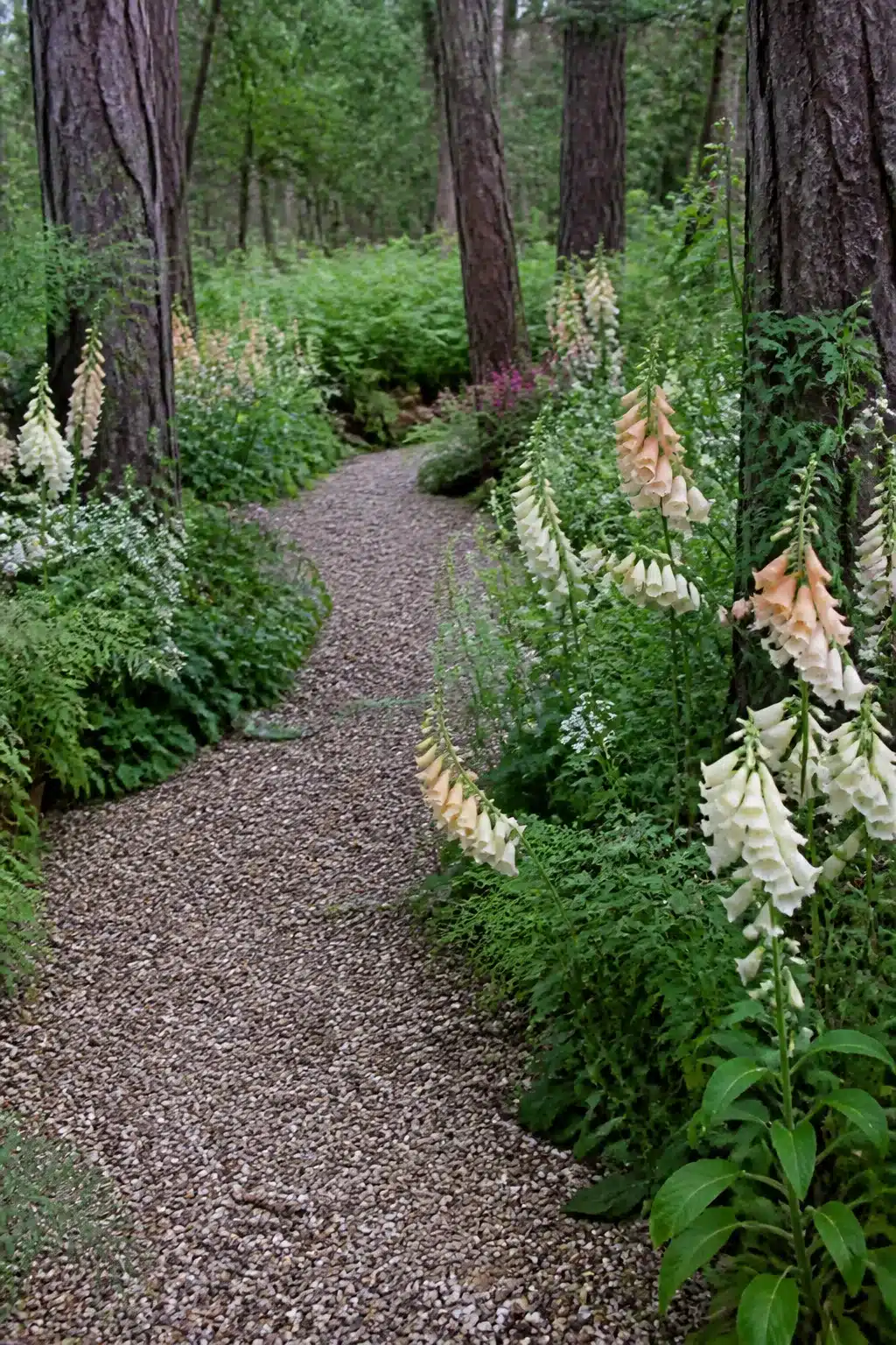Cream and peach foxgloves lining a winding gravel woodland garden path with flowers through tall pines