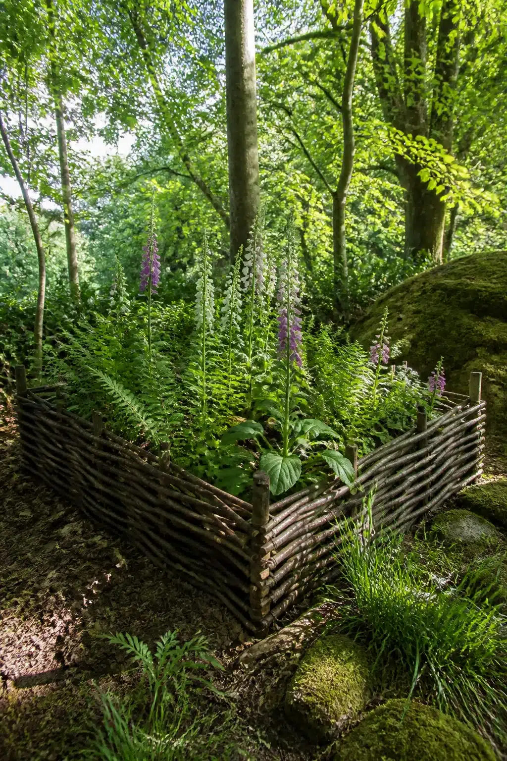 Woven hazel hurdle woodland garden raised bed with foxgloves and ferns growing in a shaded forest setting.