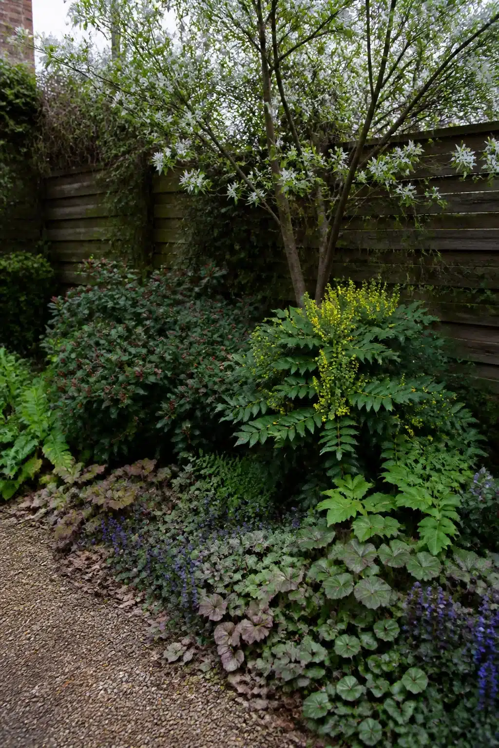 Layered heuchera, ajuga and mahonia understory planting in a small woodland garden with gravel path.