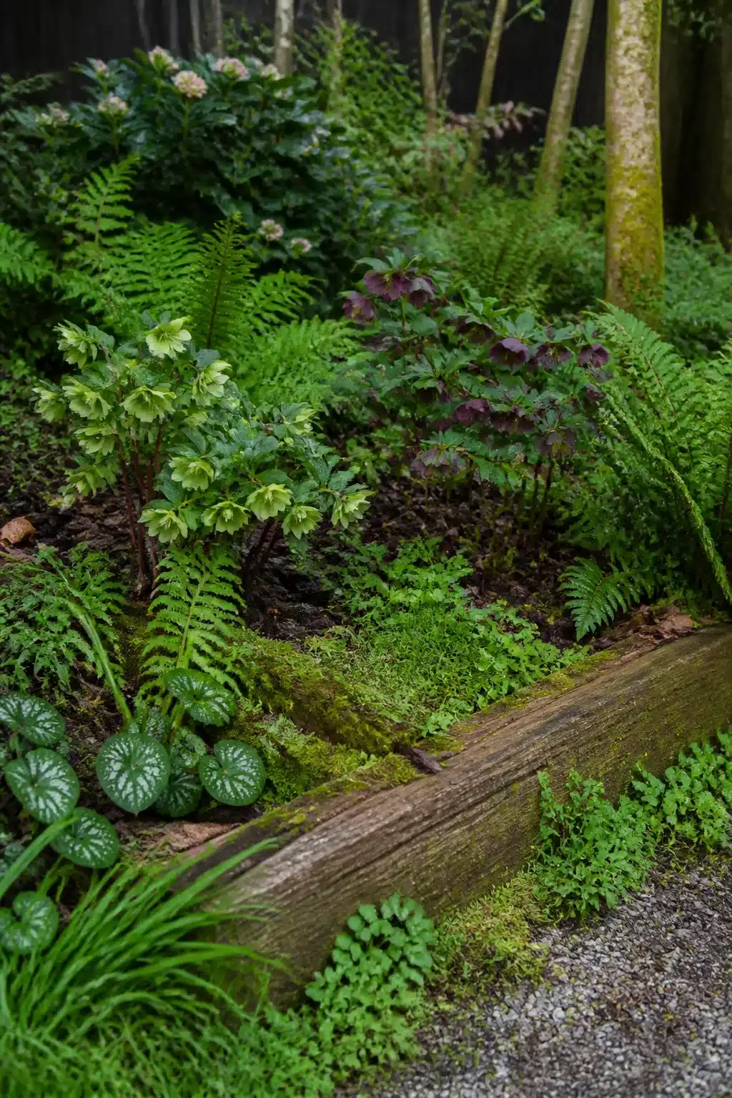 Moss-covered timber raised bed with hellebores and ferns — woodland garden for small gardens