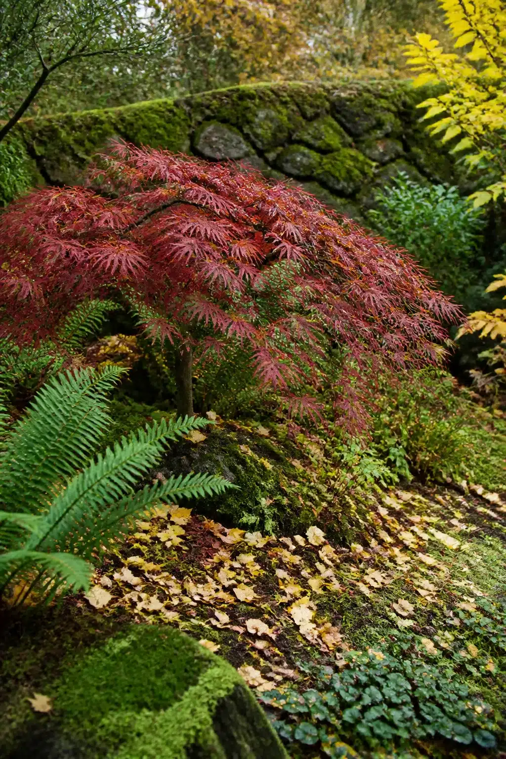 Red Japanese maple with moss-covered stone wall — woodland gardens for small gardens with naturalistic autumn planting