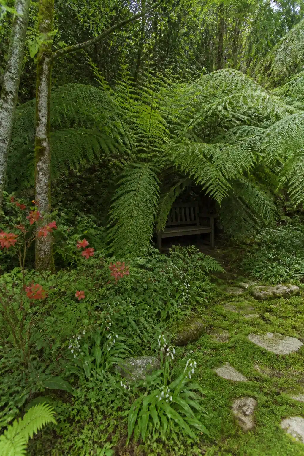 Dark slatted bench hidden under giant arching ferns in a lush woodland garden with stepping stones — Woodland Gardens With Benches