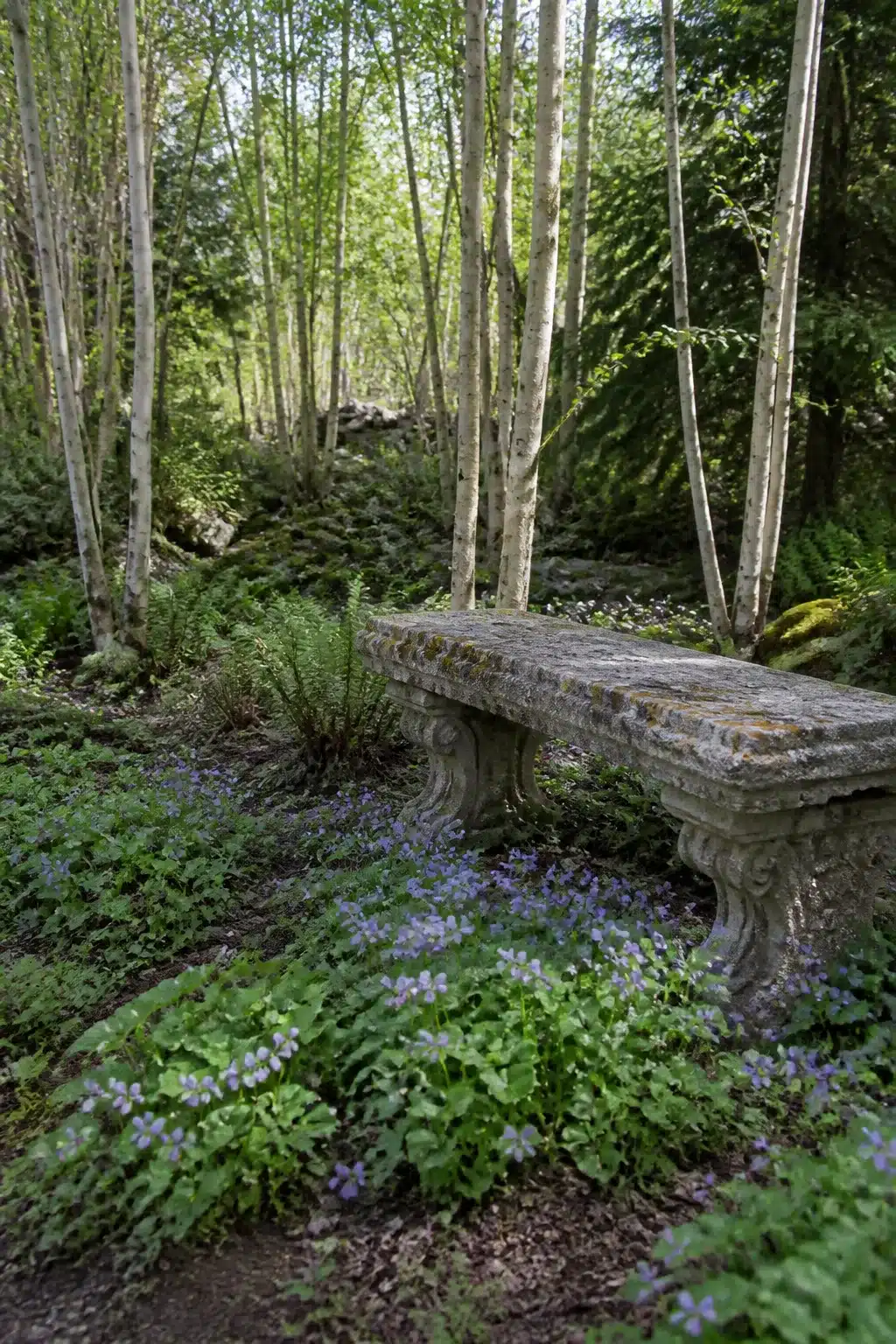 Lichen-covered concrete bench surrounded by violet groundcover in a birch woodland garden — woodland gardens with benches