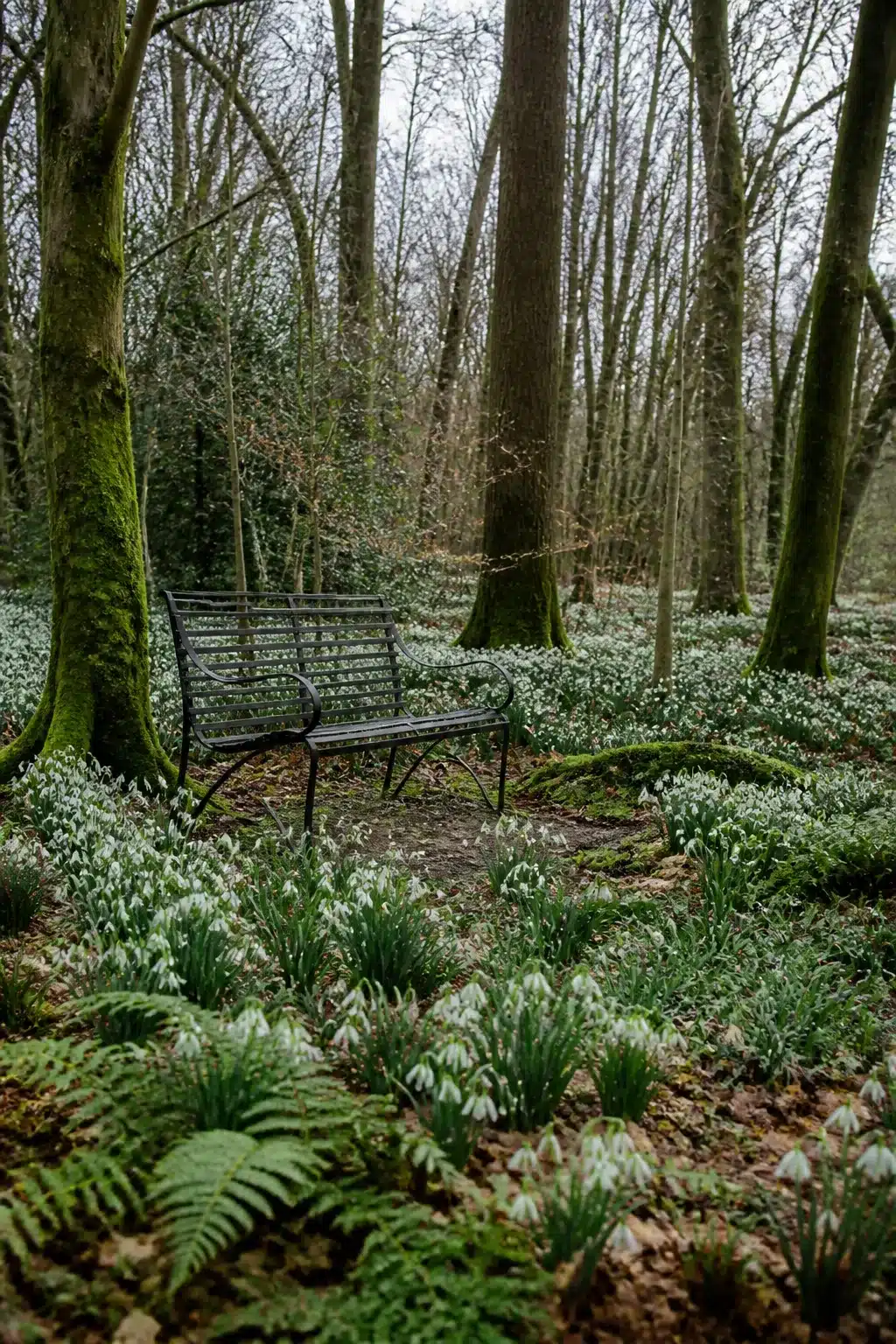 Black metal bench surrounded by snowdrops in a woodland garden with trees — woodland gardens with benches