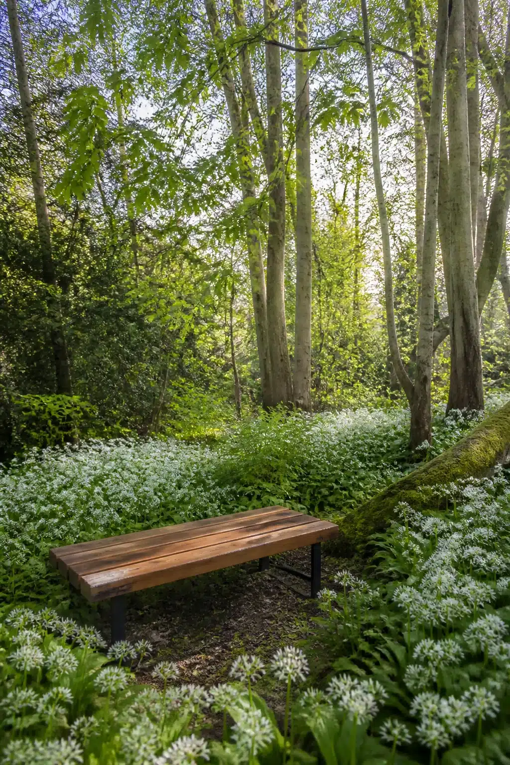 Reclaimed cedar bench surrounded by wild garlic in a woodland garden with benches and tall trees
