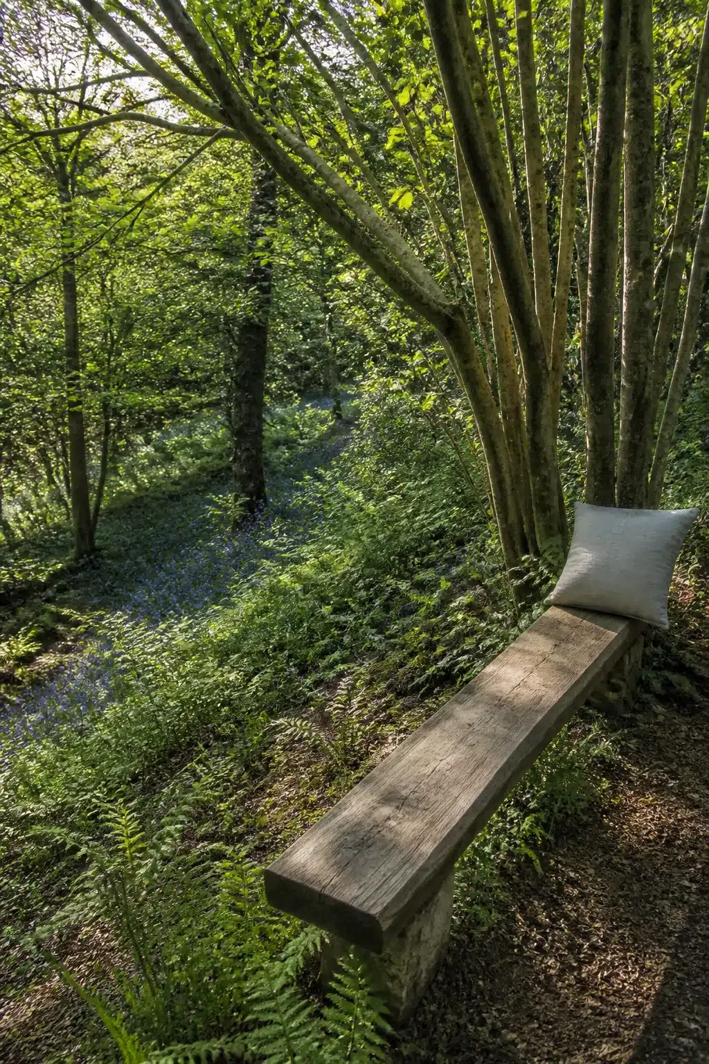 Rough-hewn wooden plank bench on a woodland ridge overlooking a bluebell and fern floor — woodland gardens with benches