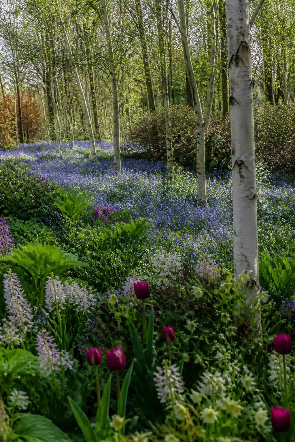 Woodland garden with colorful flowers — bluebells under silver birch with magenta tulips and ferns in spring.
