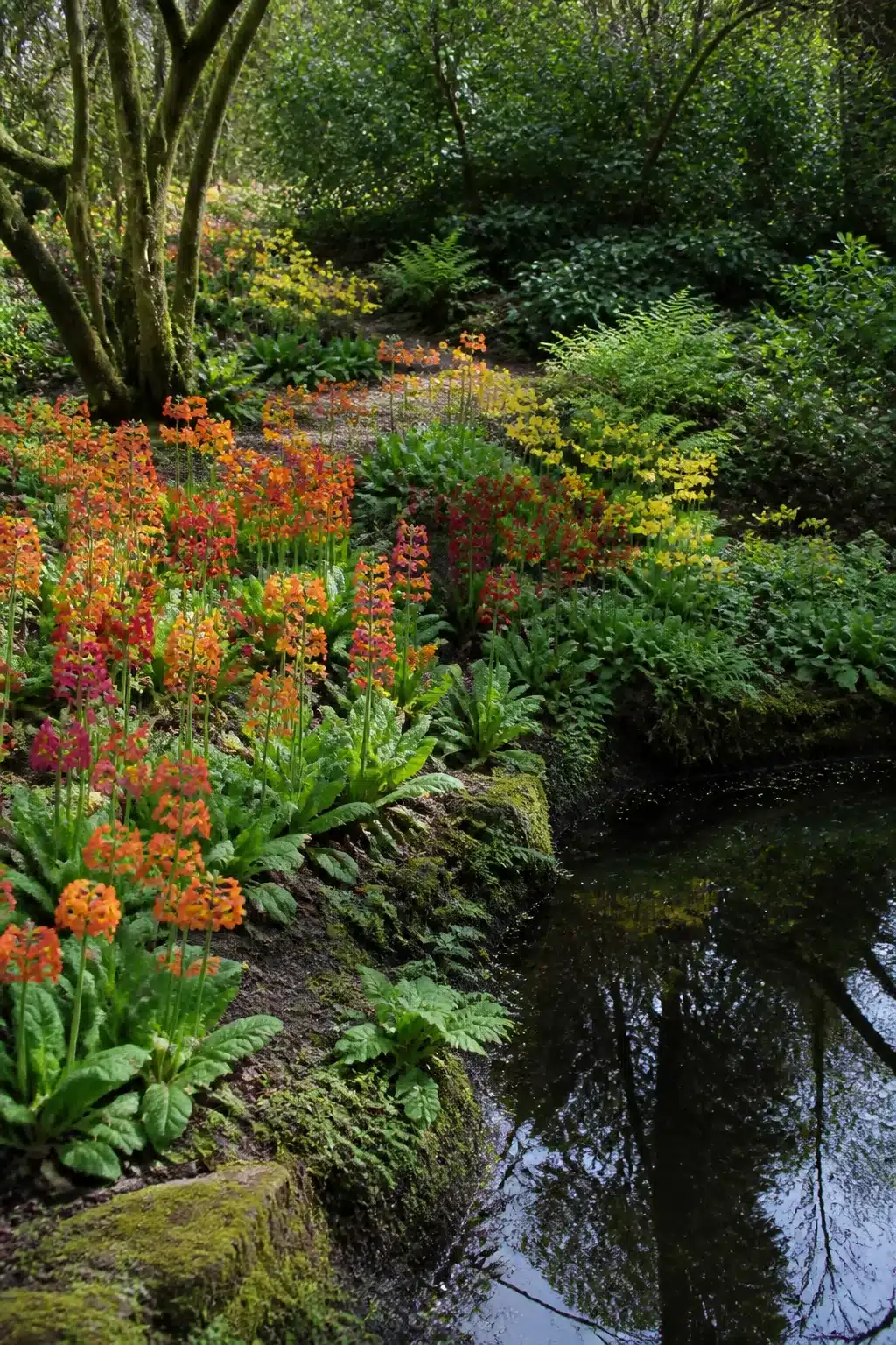 Orange and red candelabra primulas growing beside a woodland stream — colorful flowers in a woodland garden setting.