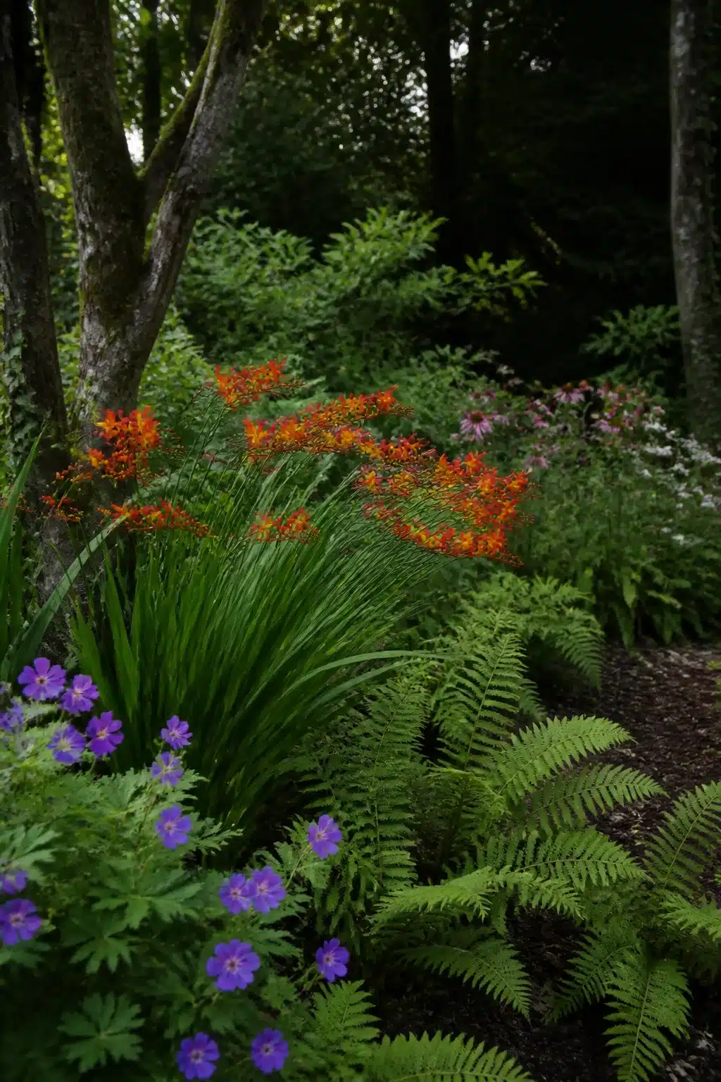 Woodland gardens with colorful flowers featuring orange crocosmia arching over ferns with purple hardy geranium edging a shaded border.