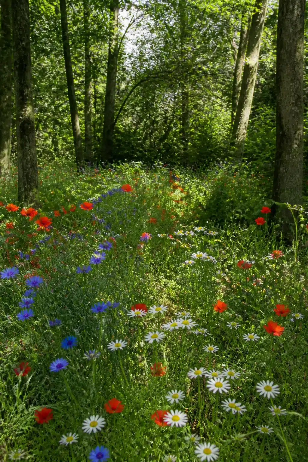 Woodland garden with colorful flowers — red poppies, blue cornflowers, and white daisies under dappled tree canopy.