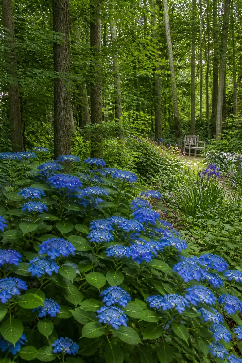 Blue lacecap hydrangeas mass planted along a woodland garden path with colorful flowers and a bench beyond.